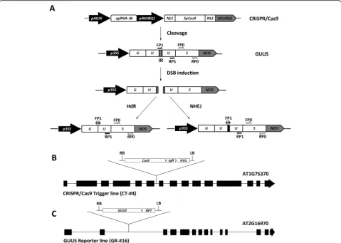 Fig. 2 Design of a GUUS reporter system to evaluate the gene editing activity of CRISPR/Cas9 in Arabidopsis transgenic plants