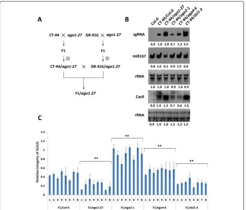 Fig. 3 Gene expression levels and editing activity of CRISPR/Cas9 in RNA-silencing pathway mutants.real-time PCR