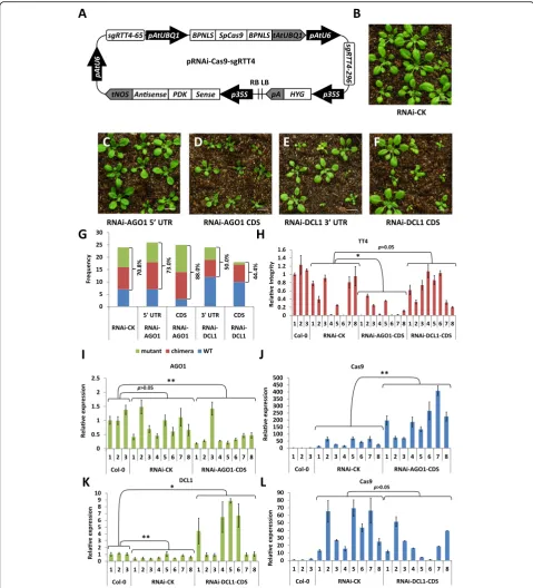 Fig. 4 Improving CRISPR/Cas9 gene editing efficiency by interference with RNA-silencing pathway gene expression.CRISPR/Cas9 system containing an RNA interference construct.populations transformed with different pRNAi-Cas9-sgRTT4 constructs