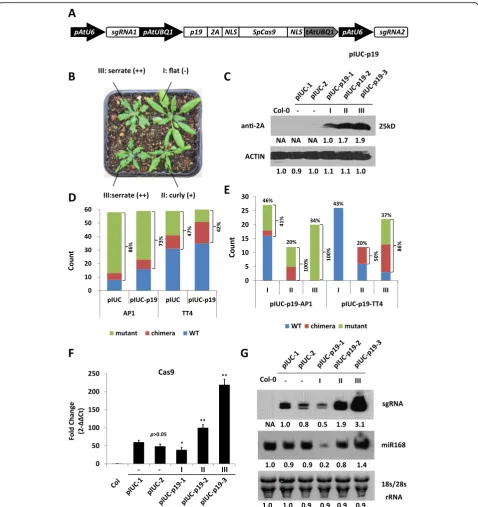 Fig. 5 Co-expression of p19 and CRISPR/Cas9 in Arabidopsis transgenic plants.Studentphenotype severities determined by quantitative RT-PCR