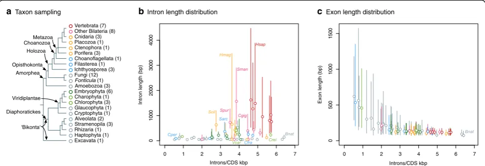 Fig. 1 Intron/exon structure across eukaryotes.species (Additional file a Summary of the taxon sampling used in this study and the phylogenetic relationships between 1: Figure S1)