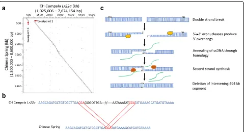 Fig. 2 Double-strand break repair is responsible for the deletion of a 494-kb segment in Chinese Spring.Campala a Dot plot of a 6.6-Mb scaffold of CH Lr22a against the corresponding segment from Chinese Spring