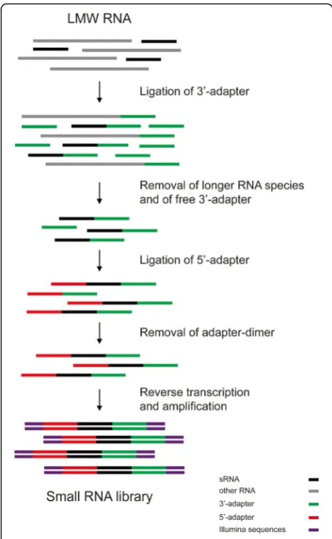 Fig. 2 QsRNA-seq library preparation scheme. A general scheme forpreparation of sRNA library for high-throughput sequencing