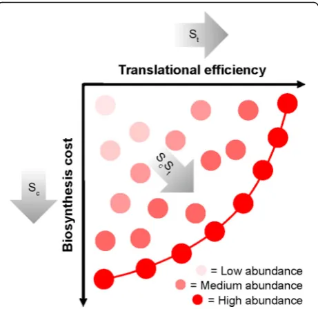 Fig. 7 A cartoon depicting how selection optimizes bothbiosynthetic cost and translational efficiency for individual genes.Each circle represents a hypothetical gene sequence