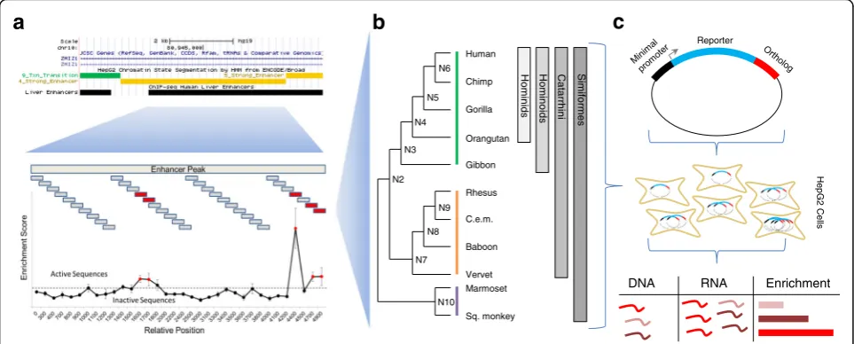 Fig. 1 Schematic of Experimental Design. a We identified potential hominoid-specific enhancers by intersecting hominoid-specific ChIP-seq predictedenhancers from primary human liver with ChromHMM-predicted strong enhancers in HepG2 cells (screenshot from h