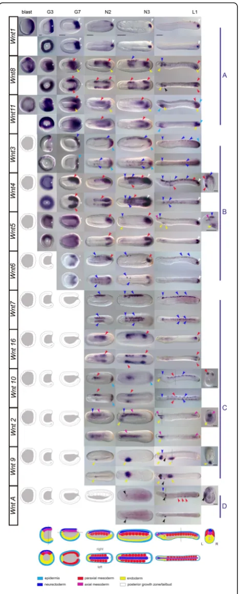 Fig. 2 Complete atlas ofWnt9larval stages (neurula (N3 class D gene). Allexpressed in the blastula (class A genes);match schematics based on germ layer origins:including tail fin (begin in the gastrula (class B genes);yellowpit (developmental timing of exp