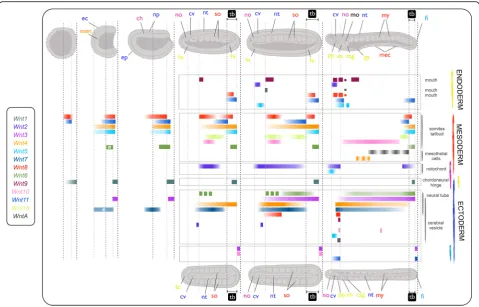 Fig. 4 Wntlinesstructure differentiation. The hash sign denotes minor differences withchdorsal view at the(csgof expression in B