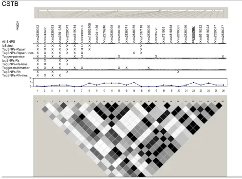 Figure 5SNPs, single-SNP associations, and LD for CSTBSNPs, single-SNP associations, and LD for CSTB