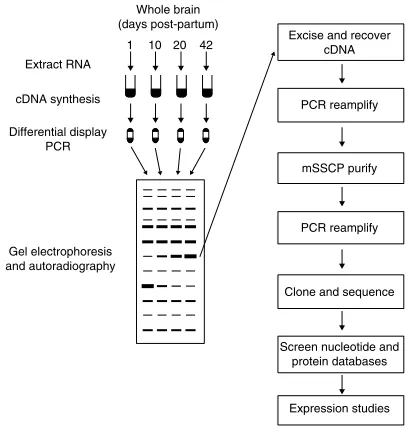 Figure 1Differential display procedures; mSSCP: modified single-stranded