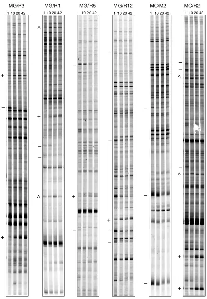 Figure 2Gene expression profiles in the postnatal developing mouse brain. RNA fingerprints produced by specific DDRT-PCR primer combinations atfour stages of brain development run in parallel