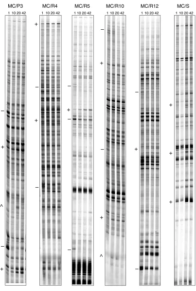 Figure 2 (continued)Gene expression profiles in the postnatal developing mouse brain. RNA fingerprints produced by specific DDRT-PCR primer combinations atfour stages of brain development run in parallel