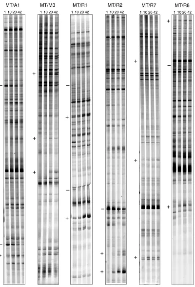 Figure 2 (continued)Gene expression profiles in the postnatal developing mouse brain. RNA fingerprints produced by specific DDRT-PCR primer combinations atfour stages of brain development run in parallel