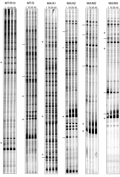 Figure 2 (continued)Gene expression profiles in the postnatal developing mouse brain. RNA fingerprints produced by specific DDRT-PCR primer combinations atfour stages of brain development run in parallel