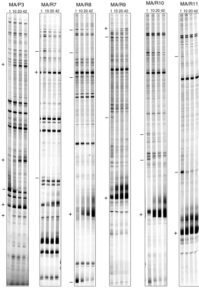 Figure 2 (continued)Gene expression profiles in the postnatal developing mouse brain. RNA fingerprints produced by specific DDRT-PCR primer combinations atfour stages of brain development run in parallel