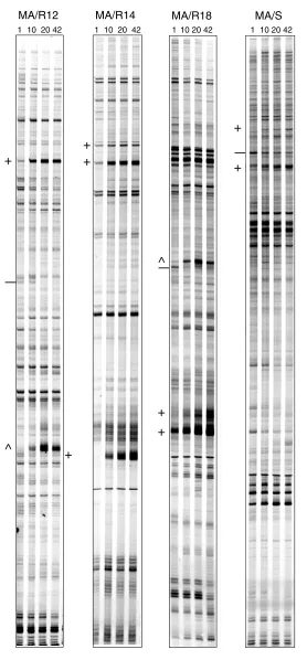 Figure 2 (continued)Gene expression profiles in the postnatal developing mouse brain. RNA fingerprints produced by specific DDRT-PCR primer combinations atfour stages of brain development run in parallel