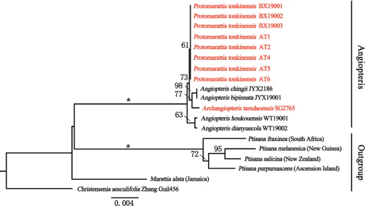 Figure 3. Maximum Likelihood phylogeny derived from the combined data (atpB+rbcL+rps4-trnS+trnL-F)