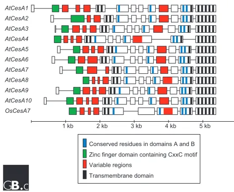 Figure 1Gene structure of the Oryza sativaconnecting lines. Exons or portions of exons encoding therice CesA7 gene, the only CesA genes for which fullgenomic sequence is available