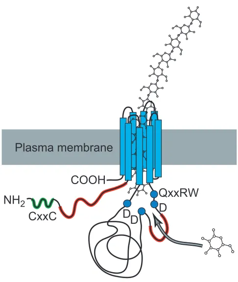 Figure 4Hypothetical three-dimensional structure of CesA proteins.The transmembrane helices of the CesA protein are thoughtto form a pore in the plasma membrane through which thegrowing glucan chain passes