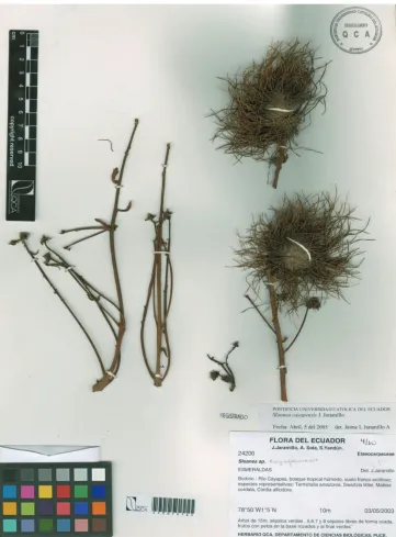 Figure 2. Sloanea cayapensis. Image from the holotype at QCA (J. Jaramillo 24200).