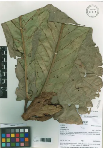 Figure 3. Sloanea cayapensis. Image from the holotype at QCA (J. Jaramillo 24200).