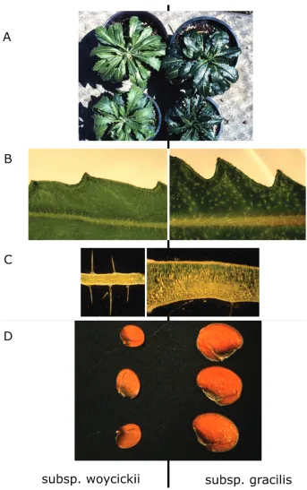 Figure 2. Comparison of morphological characters in Biscutella laevigata subsp. woycickii subsp