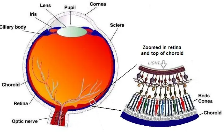 Figure 1.2: Schematic image of the major structures of the lower retina. Image reproduced from [5]