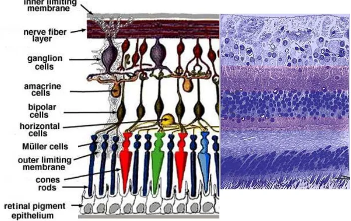Figure 1.13: Histology image of retina compared to labeled schematic image. 