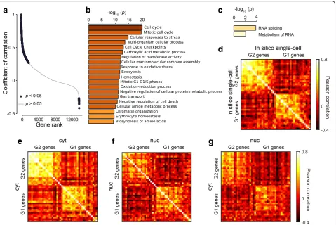 Fig. 2 Landscape of cross-correlation between cytRNA and nucRNA unveiled transcriptional oscillation of cell-cycle genes in nucRNA highlycytRNA, and nucRNA show correlation with in-phase genes (G1 vs