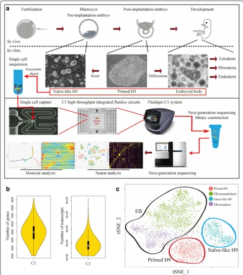 Fig. 1 Overview of scRNA-seq analysis on hPSC early differentiation. a Process flow diagram of scRNA-seq analysis on hPSC early differentiation.Single-cell samples of Naïve-like H9, Primed H9, and EBs were prepared by Fluidigm C1 system with HT IFCs for se