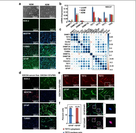 Fig. 7 Responses of neural and glioma stem cells to differentiation cues.X-axismagnitude of correlation