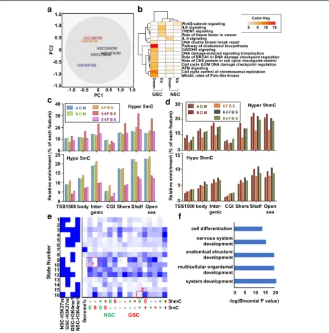 Fig. 8 Transcriptome and epigenome reprogramming events during differentiation.show the same data for NSCs.pathways in the uniquely up- and downregulated genes in each cell type in response to differentiation