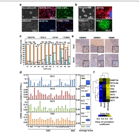 Fig. 1 Cell line characterization and global analysis of DNA epigenetic modifications.gene in NSCs.by IF.polymerase chain reaction (qRT-PCR), normalized to DYNLL and expressed as the mean ± SEM.RNA (mRNA) expression.indicated onfcorrelation; a Representati