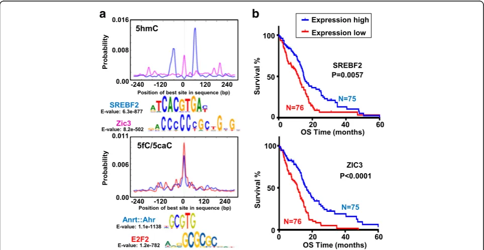 Fig. 5 Prediction of novel motif binding factors at 5hmC and 5fC/5caC sites.months.and low (X-axis a Predicted motifs and binding probability curves at highly modified 5hmC(top) and 5fC/5caC (bottom) sites