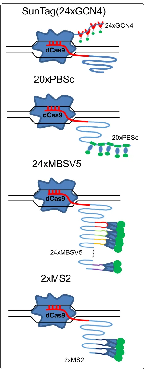 Fig. 1 Schematic views of the different CRISPR/dCas9 genome-labelingsystems. In the SunTag system, nuclease-deficient CRISPR/Cas9 (dCas9)protein is fused with a 24X repeating GCN4 peptide array, which couldrecruit multiple copies of scFv-GFP, thereby enabl
