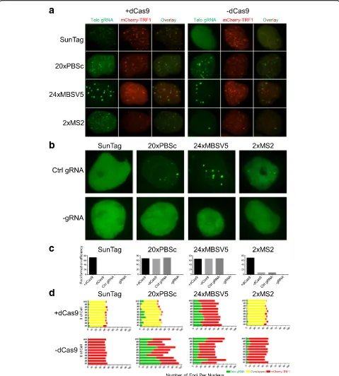 Fig. 2 Comparison of different dCas9/gRNA systems for labeling human telomeres.the negative controls (with control gRNA and without gRNA) for different CRISPR/dCas9 labeling systems.dCas9/gRNA foci in all GFP positive cells (control gRNA, and without gRNA 