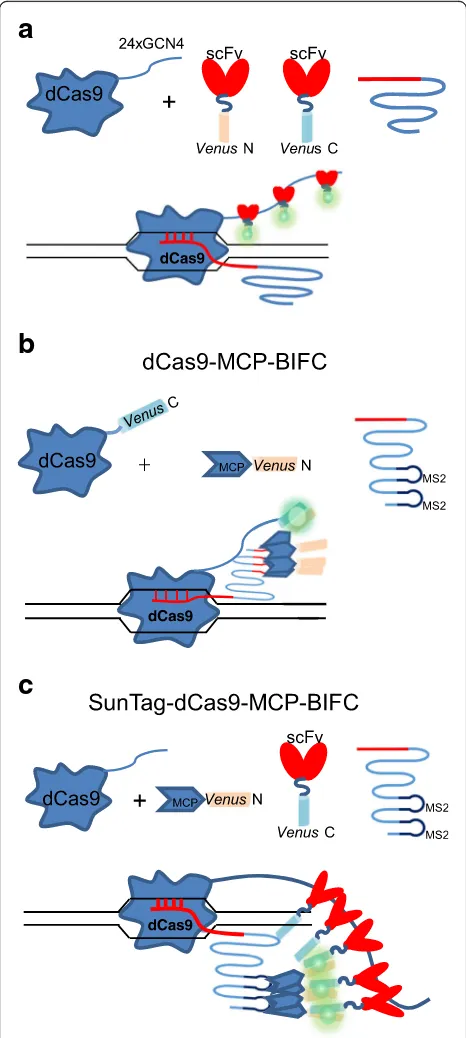 Fig. 5 Schematic views of the different BIFC-dCas9/gRNA genome-labeling systems. a In scFv-BIFC, scFv-VenusN and scFv-VenusC arerecruited to the SunTag of dCas9 where a functional Venus could beassembled