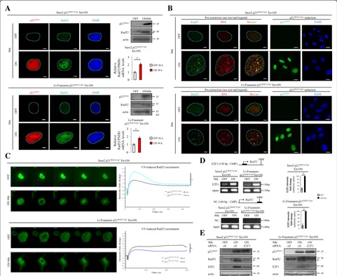 Fig. 5 Rad52 increased expression, recruitment, and foci formation at DSBs upon prolonged p21WAF1/Cip1 expression