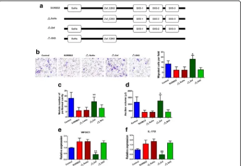 Fig. 6 SORBS2 recognizes and stabilizes these metastasis-suppressive transcripts via its ZnF_C2H2 domain.*control A2780s cells and A2780s cells with enforced expression of WT SORBS2,in control A2780s cells and A2780s cells with enforced expression of WT SO