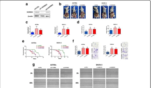 Fig. 2 SORBS2 depletion promotes ovarian cancer metastasis. a Western blot analysis for SORBS2 in whole-cell lysate of A2780s cells expressingeither of two independent shRNAs targeting SORBS2 or a control shRNA