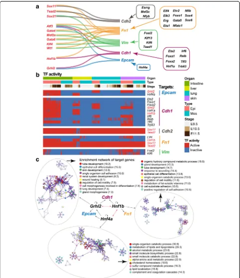 Fig. 7 Transcription factors (TFs) regulating key epithelial and mesenchymal markers. a TFs that positively regulate key epithelial and mesenchymalmarkers