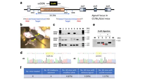 Fig. 4 Creating large deletion using the i-GONAD method. a Schematic diagram showing deletion of 16.2-kb sequence consisting of retrotransposonin the C57BL/6JJcl mouse genome, to restore agouti phenotype