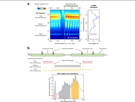 Fig. 5 H3Q85C cleavage data prove linker “quantization.” a A two-dimensional occupancy heat map and length histogram show the coverage ofDNA fragments of different sizes relative to +1 nucleosomes