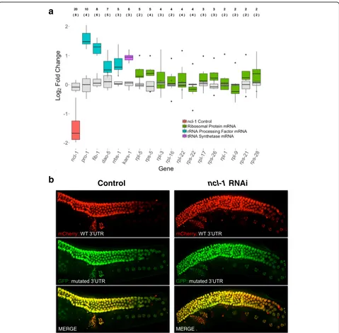 Fig. 5 Ribosome-related transcripts containing UUGUU motifs are negatively regulated bygermlines from worms expressing a WT(GFP), fed with empty RNAi vector (control) orncl-1are indicated