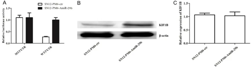 Figure 5. Regulation of miR-29b on KIF1B. A. Relative luciferase activity; B. Expression of KIF1B protein; C