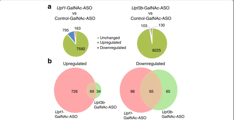 Fig. 6 GalNAc-ASO-mediatedoflivers ofthe numbers of differentially expressed genes in livers of Upf3b depletion in hemophilia mouse liver affects a small subset of normal transcripts