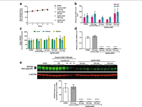 Fig. 3 ASO-mediated Upf3b depletion is well tolerated in normal mice. Mice (n = 4) were treated with an Upf3b-ASO at 50, 100, or 150 mg/kg/week.DPBS and a scrambled ASO dosed at 150 mg/kg/week were used as controls