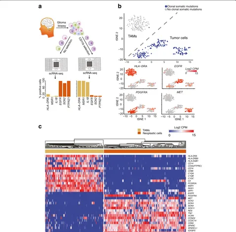 Fig. 1 ScRNA-seq of neoplastic and immune cells from human primary gliomas.somatic mutations that are clonal in exome sequencing (derived from glioma biopsies, were subjected to scRNA-seq ( a Both whole-tumor and CD11b-purified single-cell suspensions,top)