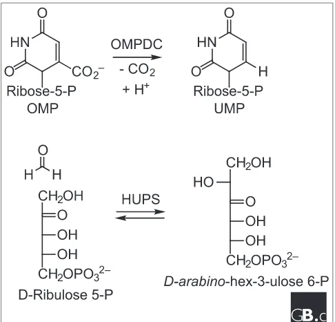 Figure 4Reactions catalyzed by members of the metabolically linkedsuprafamilies in the (a) tryptophan and (b) histidinebiosynthetic pathways.