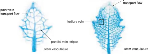 Figure 2. Leaf Vasculature Formations. 