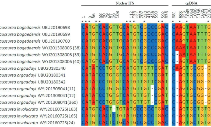 Figure 5. Multiple sequence alignment of combined nr DNA (ITS) and cpDNA (trnK, trnH-psbA and rbcL) sequences